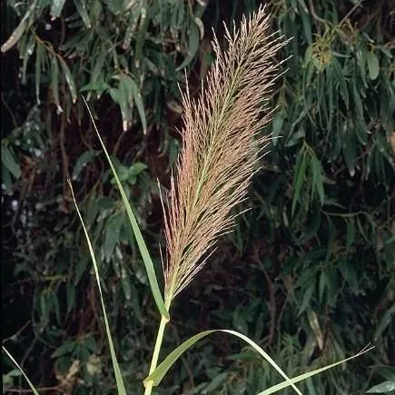 thumbnail for publication: Biology, Control and Invasive Potential of Giant Reed (Arundo donax L.) in Florida